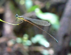 Coeliccia borneensis