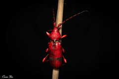 Dicelosternus corallinus