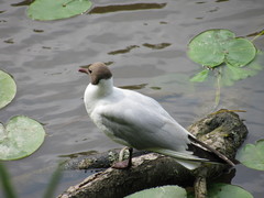 Chroicocephalus ridibundus