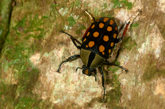 Mecynorhina passerinii