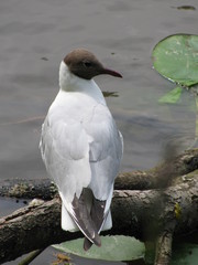 Chroicocephalus ridibundus