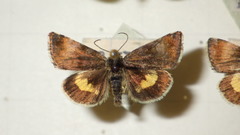 Panemeria tenebrata