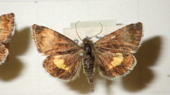 Panemeria tenebrata
