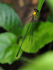 Coeliccia chromothorax
