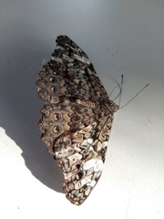 Hamadryas epinome
