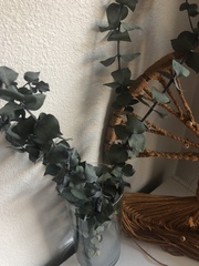 Eucalyptus pulverulenta