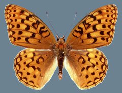 Speyeria coronis snyderi