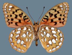 Speyeria coronis snyderi