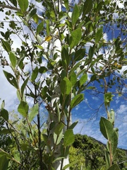 Populus brandegeei