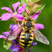 黃斑蜂屬 - Photo (c) Jürgen Mangelsdorf，保留部份權利CC BY-NC-ND