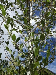 Populus brandegeei