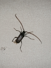 Afroartelida teunisseni