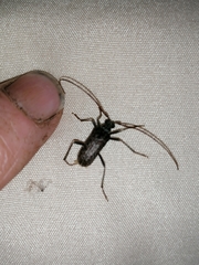 Afroartelida teunisseni