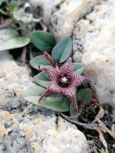 Brachystelma coddii