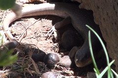 Eumeces algeriensis