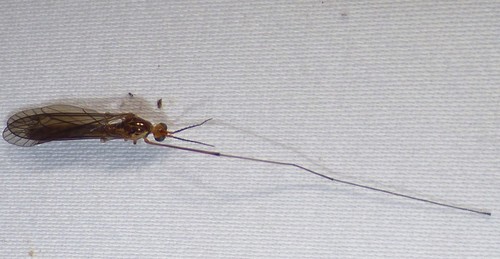 Ferruginous Tiger Crane Fly photo 5