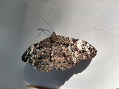 Hamadryas epinome