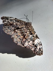 Hamadryas epinome