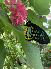 Ornithoptera