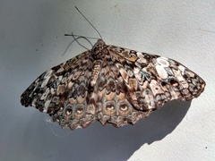 Hamadryas epinome