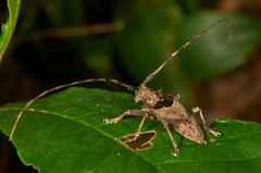 Monochamus adamitus