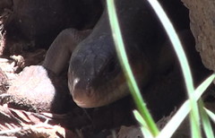Eumeces algeriensis
