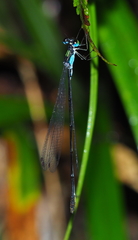 Coeliccia hoanglienensis