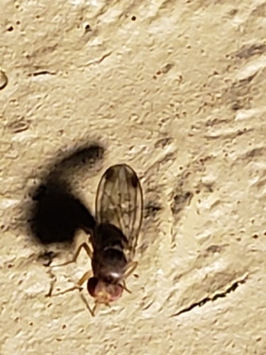 Spotted-winged Drosophila photo 3