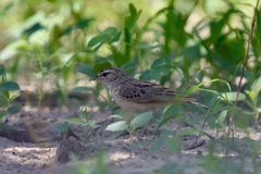 Mirafra rufocinnamomea