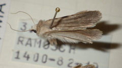 Caradrina gilva