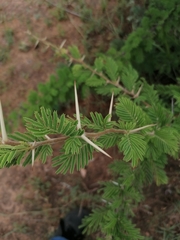 Vachellia gerrardii