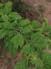 Vachellia gerrardii