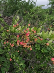 Gymnosporia maranguensis
