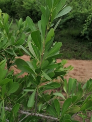 Gymnosporia maranguensis