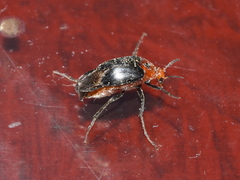 Macrosiagon discicollis