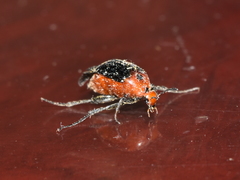 Macrosiagon discicollis