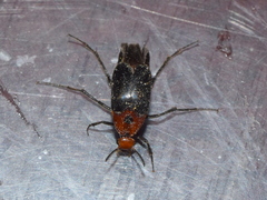 Macrosiagon discicollis