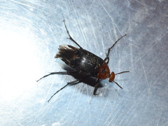 Macrosiagon discicollis