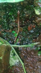 Sphenomorphus puncticentralis