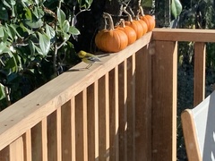 Setophaga townsendi × occidentalis