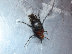 Macrosiagon discicollis