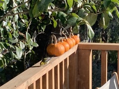 Setophaga townsendi × occidentalis