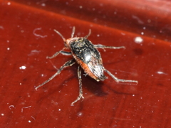 Macrosiagon discicollis