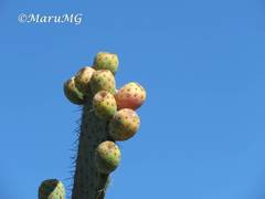 Opuntia joconostle