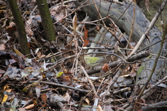Leiothlypis peregrina