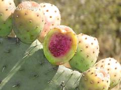 Opuntia joconostle