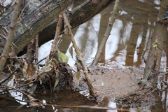 Leiothlypis peregrina