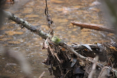 Leiothlypis peregrina