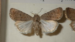 Caradrina clavipalpis