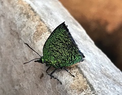 Arcas imperialis